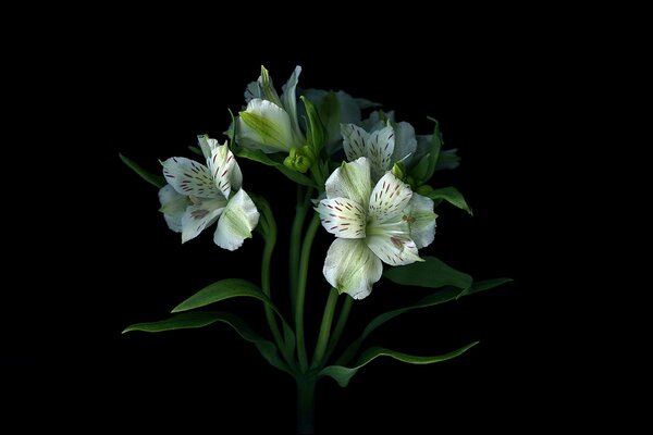 Stiele von Blumen in einem Blumenstrauß mit Blütenblättern Tapete Schatten