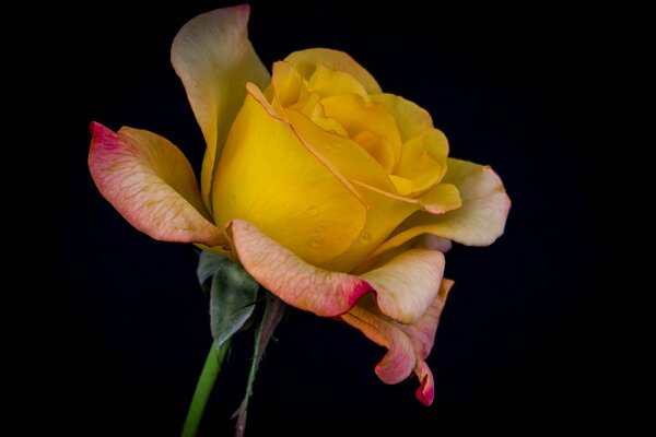 Sprinkle gelbe Rose mit Tropfen auf schwarzem Hintergrund