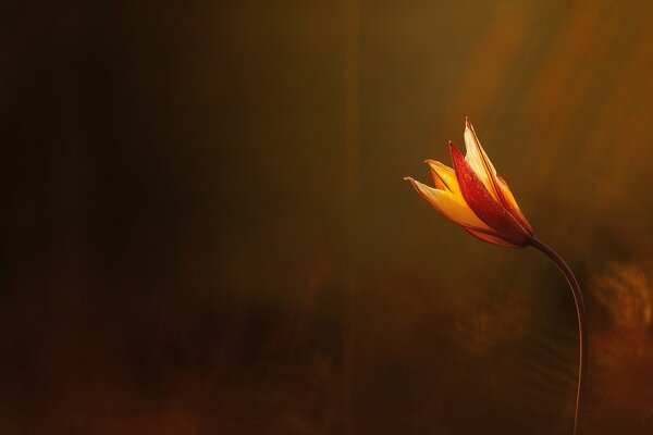 La flor irradia calor. Luz y belleza