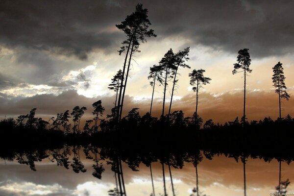 Árboles altos sobre el lago contra el cielo nocturno