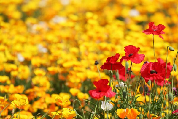 Champ de pavot dans les tons jaune-rouge