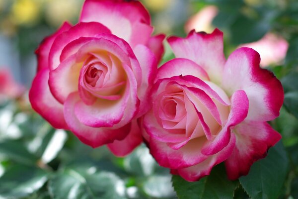 A duet of the most beautiful white and pink roses