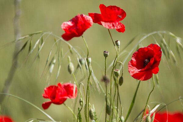 Pétales de coquelicots dans une Prairie dans un champ