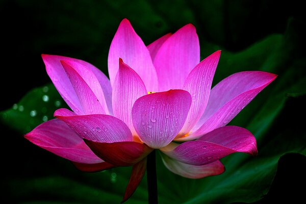 Rosa Lotus mit Wassertropfen auf Blütenblättern