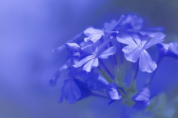 Bouquet of flowers in blue tones