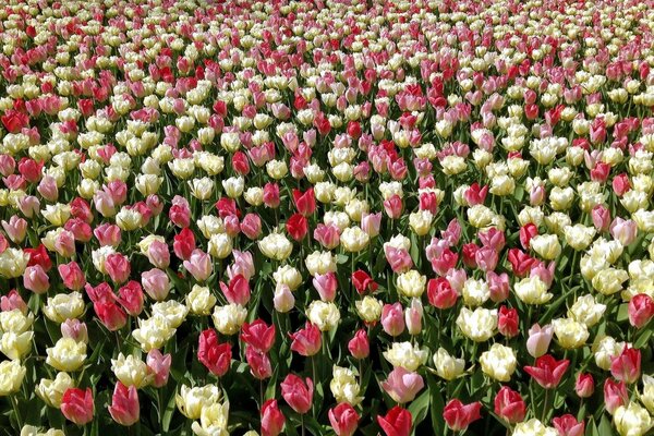 Un campo di tulipani multicolori in fiore