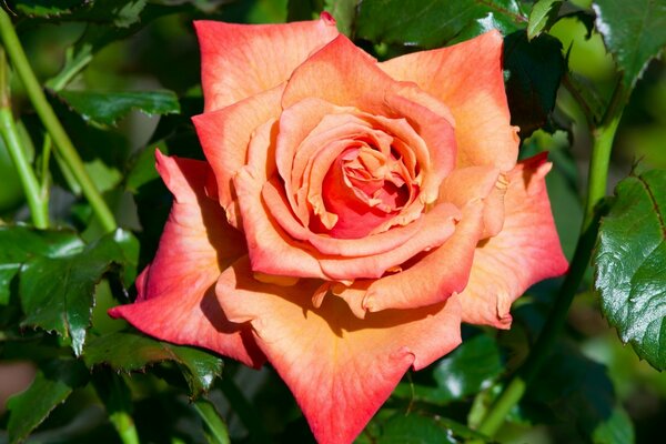 Rosa con effetto sfumato e fogliame verde lussureggiante