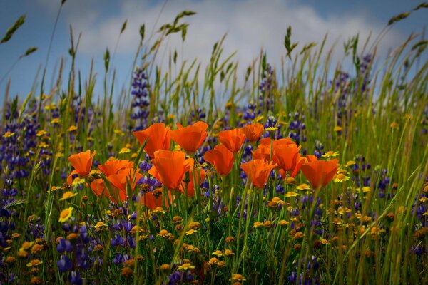 Prato pieno di fiori variegati e spighette