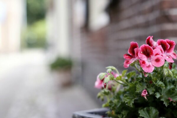 Fleurs sur fond de rue