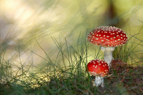 Paganka mushrooms in green grass