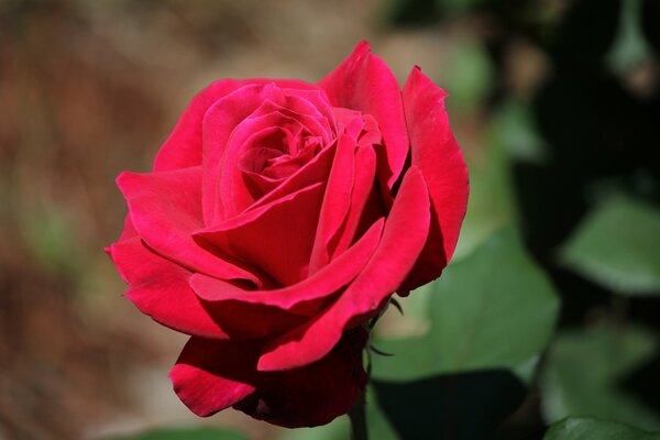 A red rose bud on a blurry background