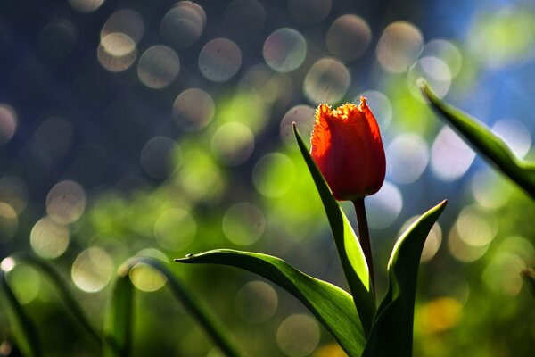 Belle tulipe rouge qui pousse dans la Prairie. Macro