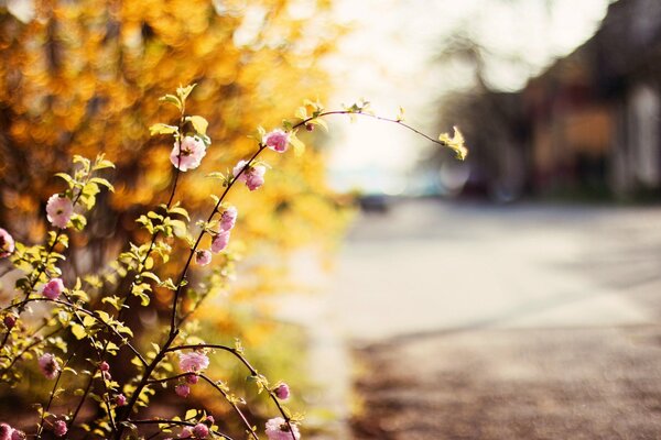 Belle rose de thé en automne