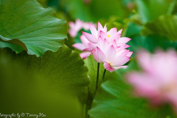 Pink lotus flower among the leaves