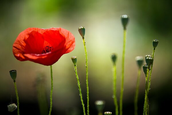 Roter Mohn in Makroaufnahmen