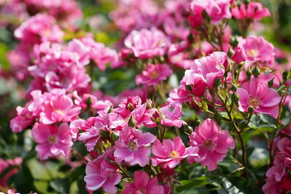 Fiori rosa. Cespuglio con fiori rosa