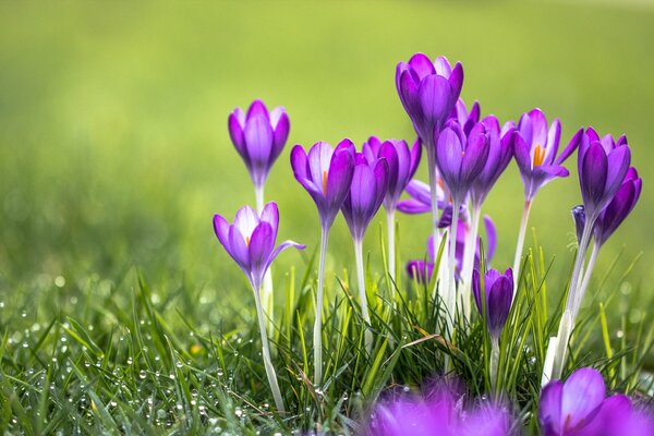 Dew on purple crocuses and grass