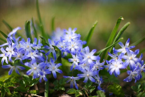 Première fleur de printemps discrète