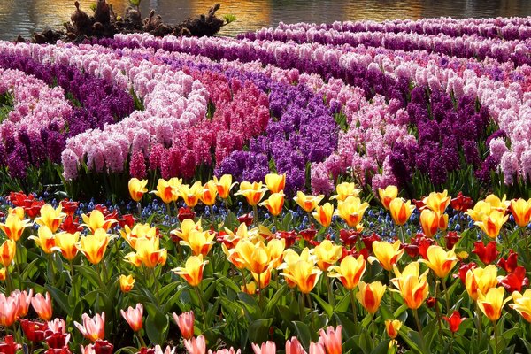 Delicate multicolored tulips and hyacinths