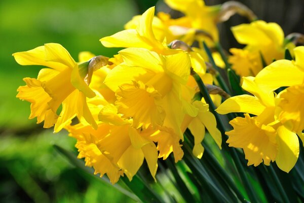 Yellow daffodils on a green background