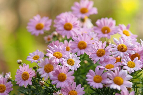 Macro photography of pink chamomile flowers