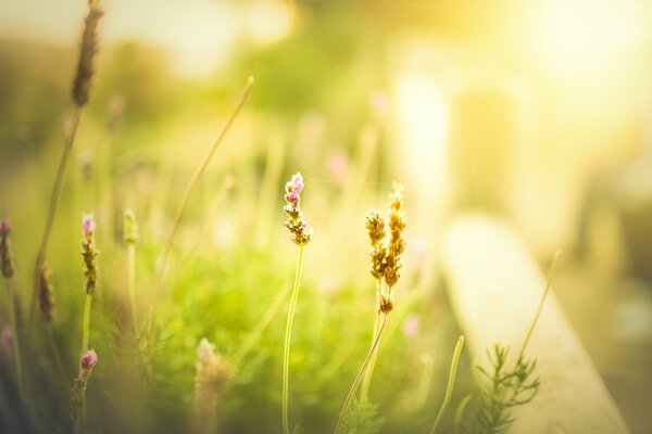 Bella mattina soleggiata in un prato con fiori