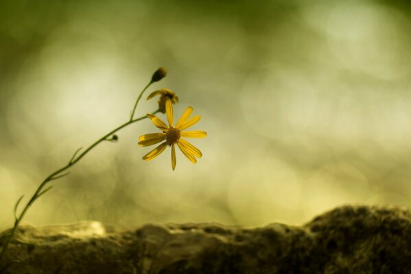 The only yellow daisy in the middle of the field