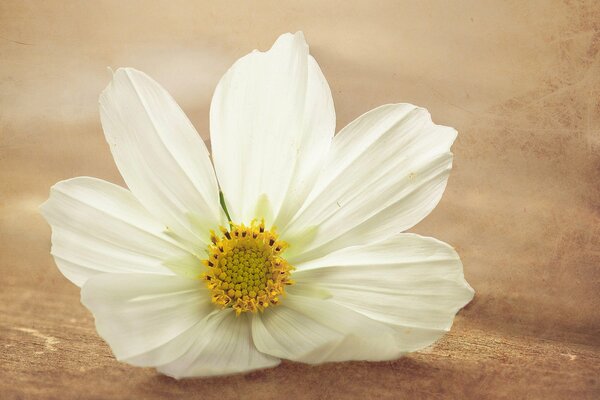 A white flower on a brown surface