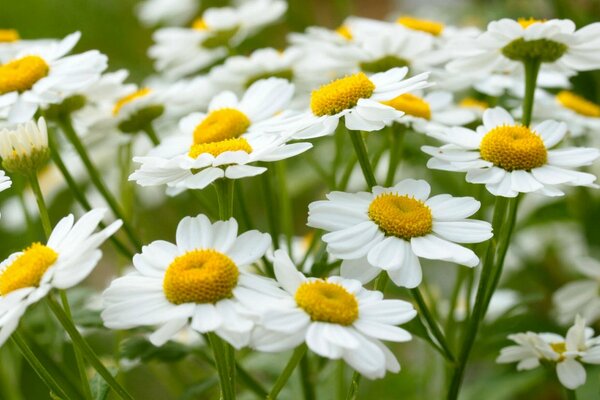 Sommer. kamillensträuße auf dem Gras