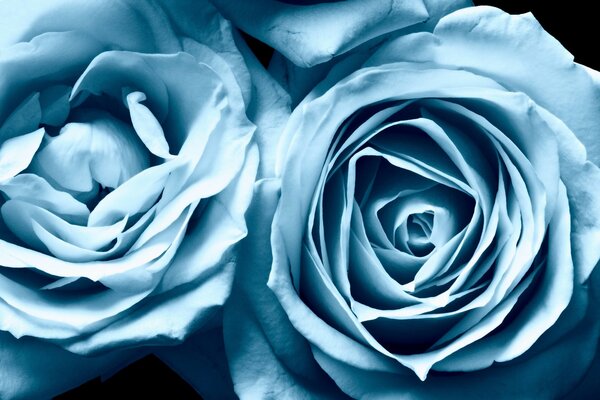 Roses et bleu. Beauté, nuances bleues