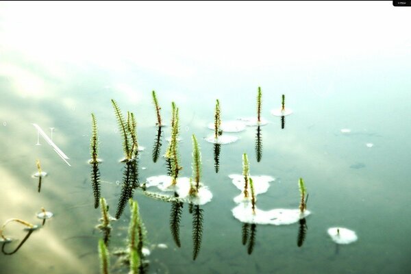 Schönes Bild von Wasser mit Pflanzen