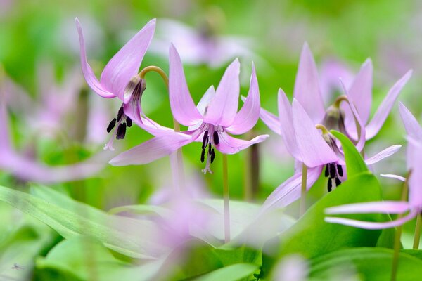 Fleurs printanières délicates. Humeur douce