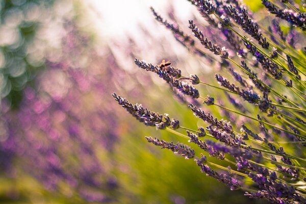 Lavender in a field with a blurry background