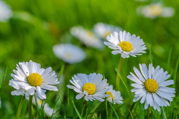 Daisies and grass on the background of a blurred meadow