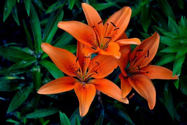 Orange Lilie mit Blättern in Makroaufnahmen