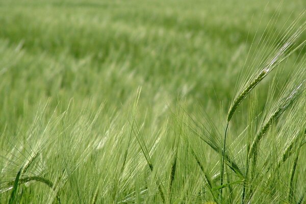 CAMPO DI GRAZIA NELLA TUA VITA