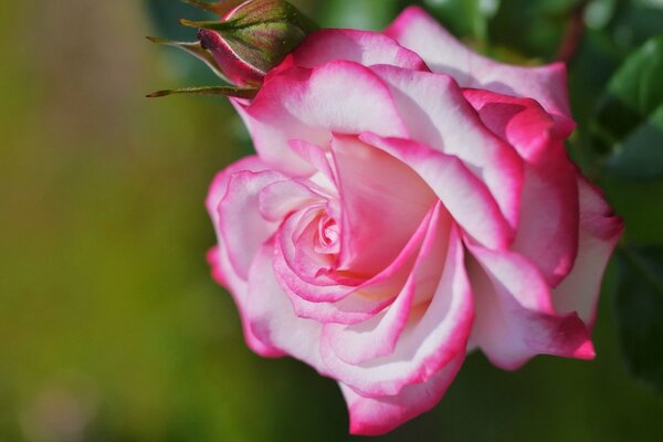 La rosa es delicada. El color y el fondo se combinan perfectamente. Armonía del estado de ánimo