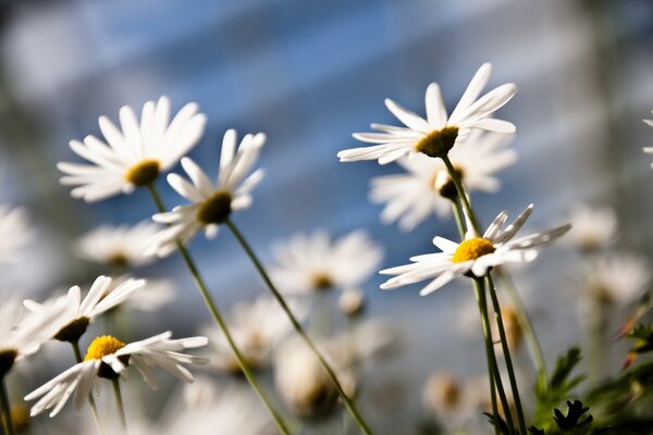 Macro photography of chamomile flowers on the field