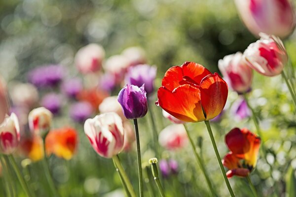 Tulips in a flower bed-spring in the shower