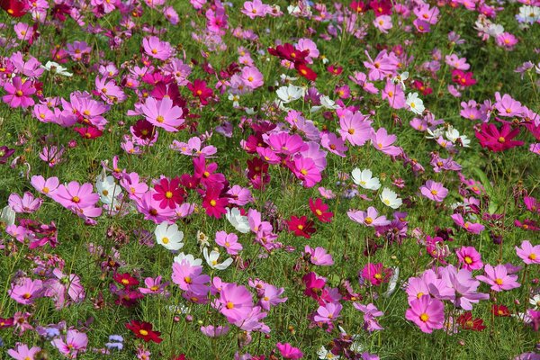 Champ vert avec des fleurs sauvages multicolores