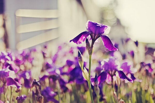 Purple irises on a blurry background