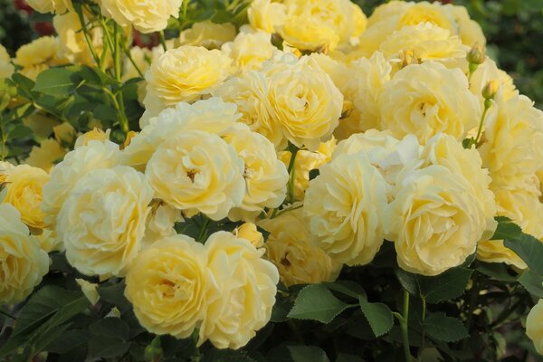A large bush of yellow roses