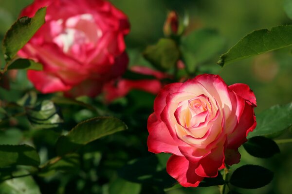 Bokeh rose Bud