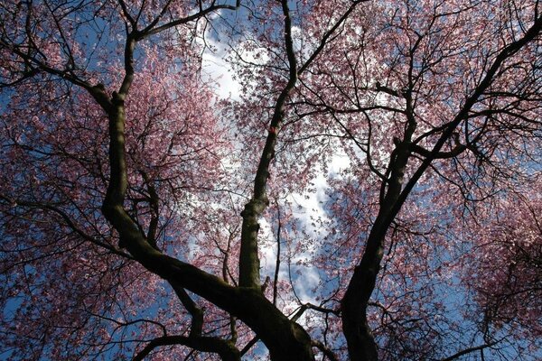 Himmel Hintergrund, Bäume mit lila Blüten