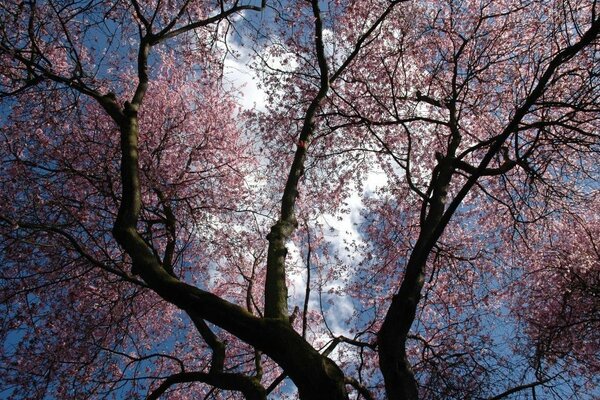 Tło nieba, drzewa z fioletowymi kwiatami