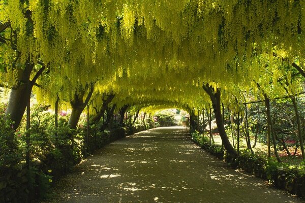 Route couverte d arbres en fleurs