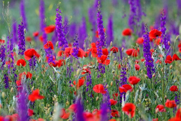 Campo de amapolas. Hermoso Prado. Naturaleza elegante