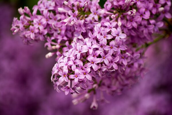 Un grupo de Lilas muy hermosas