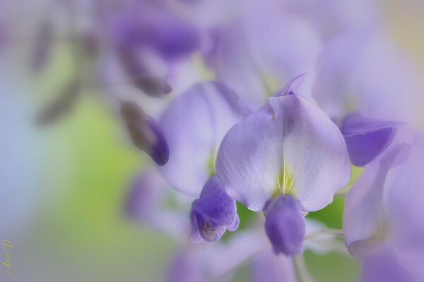 Flores Lilas en macro tiro