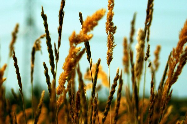 Makro von gelben Ähren auf dem Feld